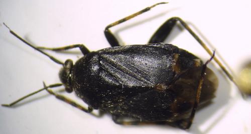 Réf. 247 158 : Polymerus nigrita